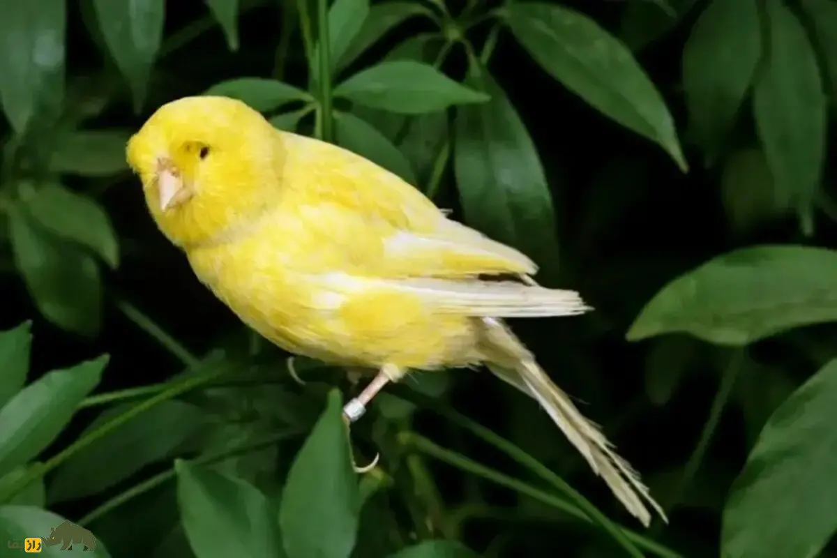 قناری لانکاشیر: راهنمای جامع نگهداری، تغذیه و پرورش پرندهای با پرهای صاف، بدن متوازن و آواز دلنشین برای علاقهمندان به پرندگان خانگی قناری لانکاشیر: راهنمای جامع نگهداری، تغذیه و پرورش پرندهای با پرهای صاف، بدن متوازن و آواز دلنشین برای علاقهمندان به پرندگان خانگی