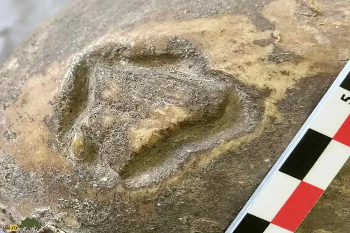 کشف شگفت‌انگیز سر مومیایی ۳۵۰ ساله بولیوی؛ راز‌های تراپاناسیون و تغییر شکل جمجمه آیمارا