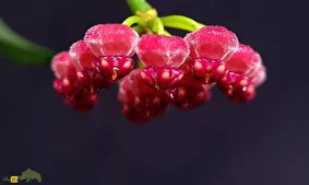 هویا وایتی؛ گل زینتی بسیار کمیاب معروف به «گیاه مومی» با رایحه شیرین که برگهایش شبیه دانه انار است