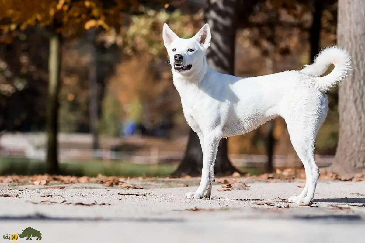 سگ کنعان: سگ خاورمیانهای که بسیار شبیه سگهای وحشی است و مانند آنها لانه حفر میکند و لاشخوری میکند سگ کنعان