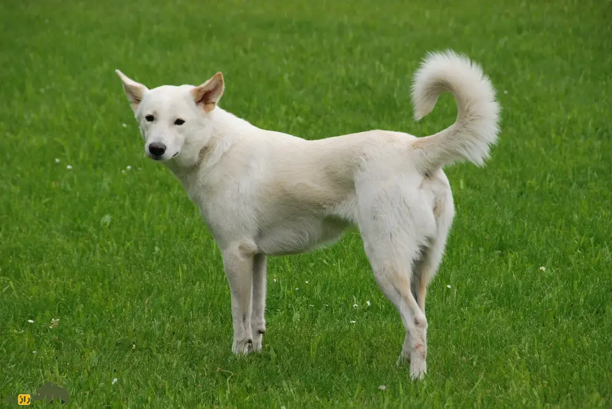 سگ کنعان: سگ خاورمیانهای که بسیار شبیه سگهای وحشی است و مانند آنها لانه حفر میکند و لاشخوری میکند سگ کنعان