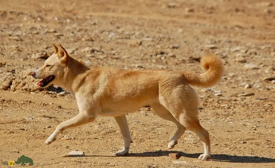 سگ کنعان: سگ خاورمیانهای که بسیار شبیه سگهای وحشی است و مانند آنها لانه حفر میکند و لاشخوری میکند سگ کنعان