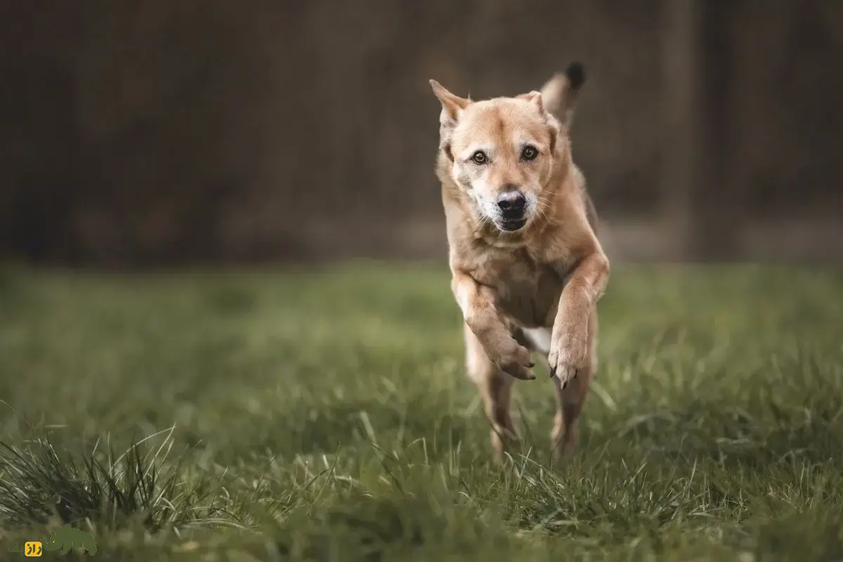 سگ کنعان: سگ خاورمیانهای که بسیار شبیه سگهای وحشی است و مانند آنها لانه حفر میکند و لاشخوری میکند سگ کنعان