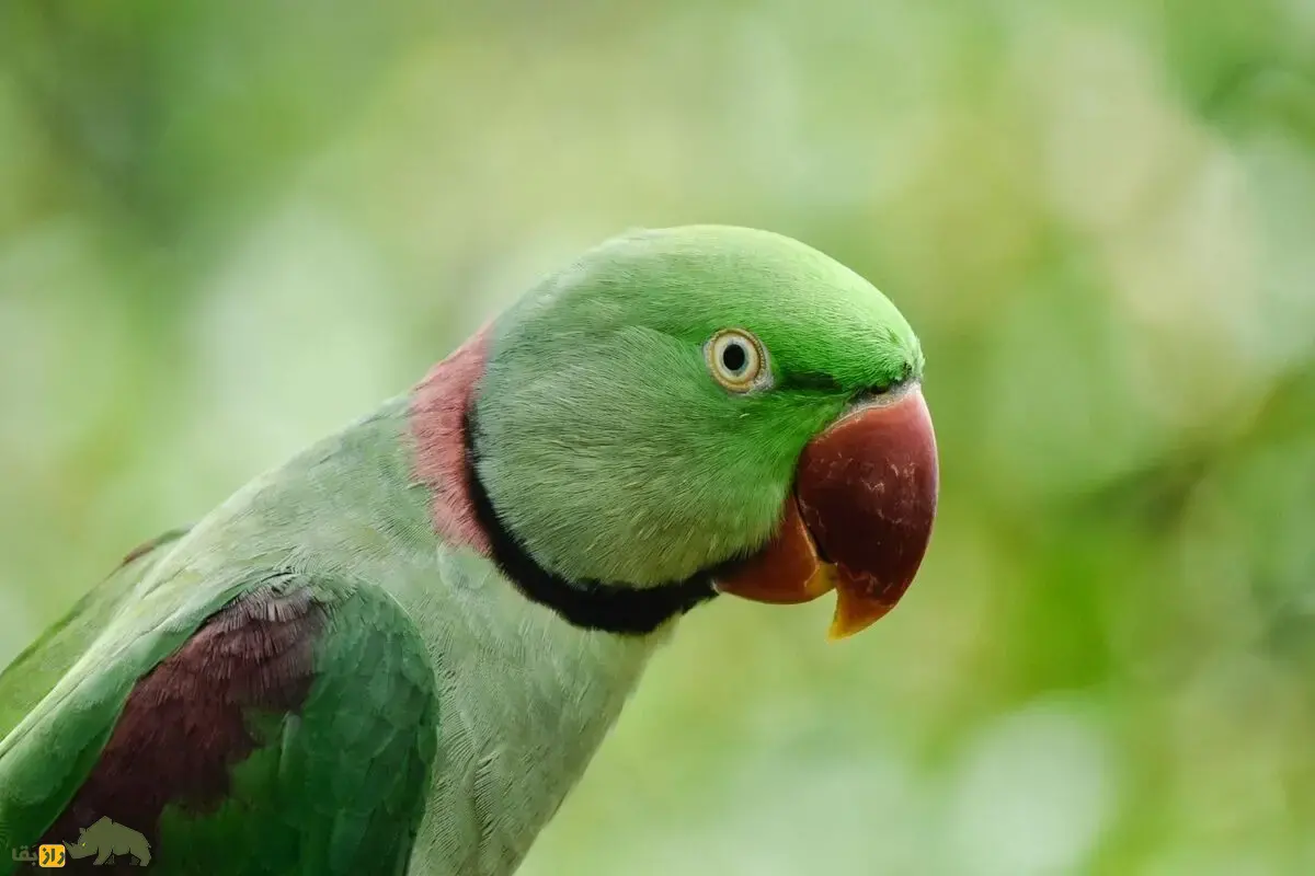 شاهطوطی اسکندر؛ طوطی بزرگ سبز با منقار قرمز، زندگی در ایران، توانایی تقلید صدا و اسرار جذاب این پرنده نادر و زیبا شاهطوطی اسکندر؛ طوطی بزرگ سبز با منقار قرمز، زندگی در ایران، توانایی تقلید صدا و اسرار جذاب این پرنده نادر و زیبا