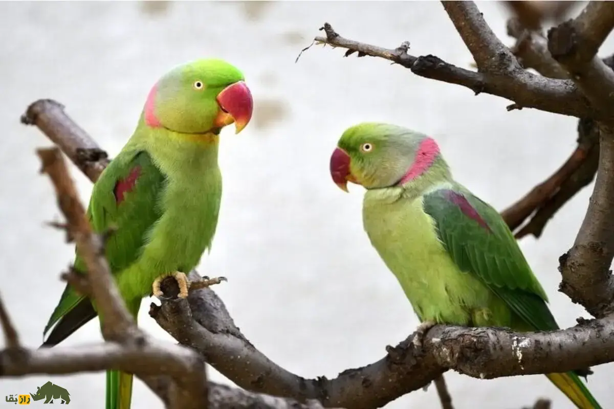 شاهطوطی اسکندر؛ طوطی بزرگ سبز با منقار قرمز، زندگی در ایران، توانایی تقلید صدا و اسرار جذاب این پرنده نادر و زیبا شاهطوطی اسکندر؛ طوطی بزرگ سبز با منقار قرمز، زندگی در ایران، توانایی تقلید صدا و اسرار جذاب این پرنده نادر و زیبا