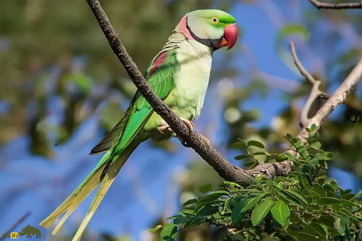 شاهطوطی اسکندر؛ طوطی بزرگ سبز با منقار قرمز، زندگی در ایران، توانایی تقلید صدا و اسرار جذاب این پرنده نادر و زیبا شاهطوطی اسکندر؛ طوطی بزرگ سبز با منقار قرمز، زندگی در ایران، توانایی تقلید صدا و اسرار جذاب این پرنده نادر و زیبا