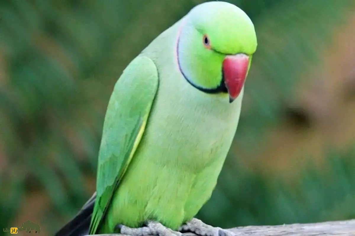 شاهطوطی اسکندر؛ طوطی بزرگ سبز با منقار قرمز، زندگی در ایران، توانایی تقلید صدا و اسرار جذاب این پرنده نادر و زیبا شاهطوطی اسکندر؛ طوطی بزرگ سبز با منقار قرمز، زندگی در ایران، توانایی تقلید صدا و اسرار جذاب این پرنده نادر و زیبا