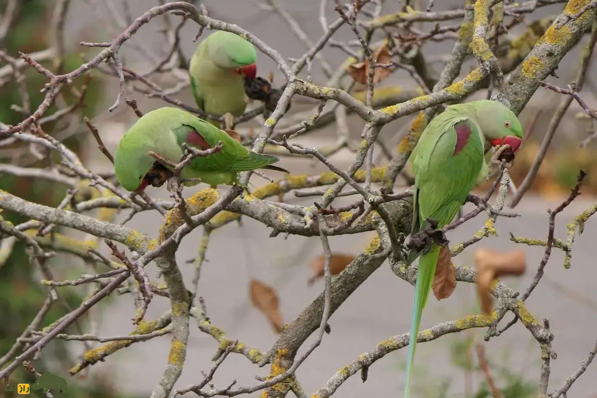 شاهطوطی اسکندر؛ طوطی بزرگ سبز با منقار قرمز، زندگی در ایران، توانایی تقلید صدا و اسرار جذاب این پرنده نادر و زیبا شاهطوطی اسکندر؛ طوطی بزرگ سبز با منقار قرمز، زندگی در ایران، توانایی تقلید صدا و اسرار جذاب این پرنده نادر و زیبا