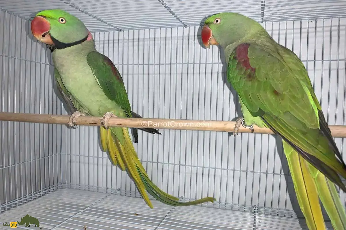 شاهطوطی اسکندر؛ طوطی بزرگ سبز با منقار قرمز، زندگی در ایران، توانایی تقلید صدا و اسرار جذاب این پرنده نادر و زیبا شاهطوطی اسکندر؛ طوطی بزرگ سبز با منقار قرمز، زندگی در ایران، توانایی تقلید صدا و اسرار جذاب این پرنده نادر و زیبا