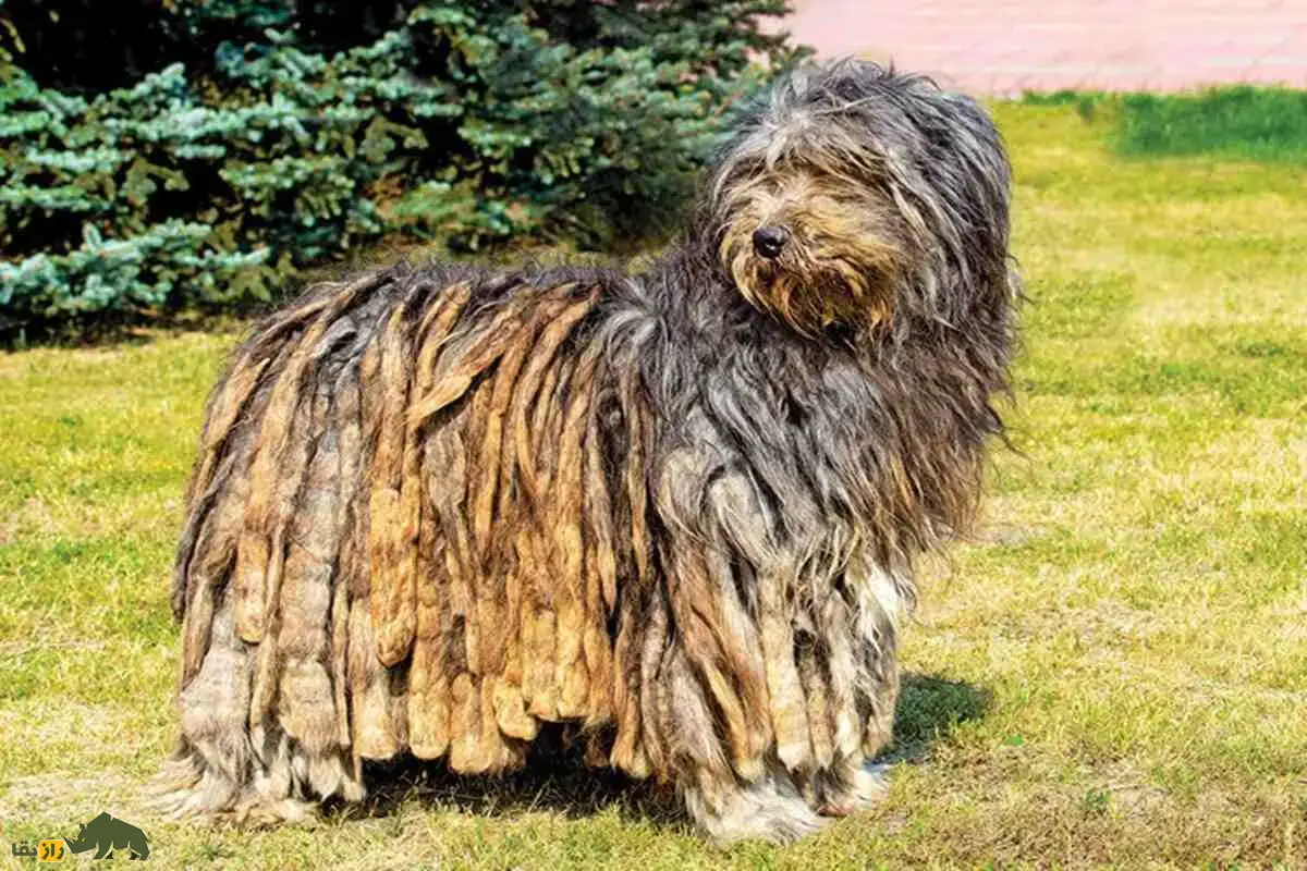 سگ برگاماسکو شپرد؛ سگ باستانی ایتالیایی با پوشش گرهخورده، هوش استثنایی و مهارتهای چوپانی بینظیر سگ برگاماسکو شپرد؛ سگ باستانی ایتالیایی با پوشش گرهخورده، هوش استثنایی و مهارتهای چوپانی بینظیر