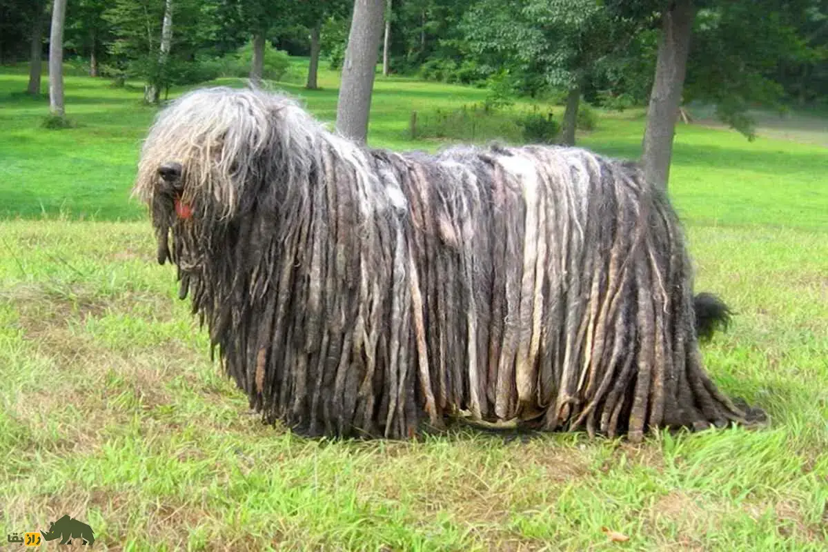 سگ برگاماسکو شپرد؛ سگ باستانی ایتالیایی با پوشش گرهخورده، هوش استثنایی و مهارتهای چوپانی بینظیر سگ برگاماسکو شپرد؛ سگ باستانی ایتالیایی با پوشش گرهخورده، هوش استثنایی و مهارتهای چوپانی بینظیر