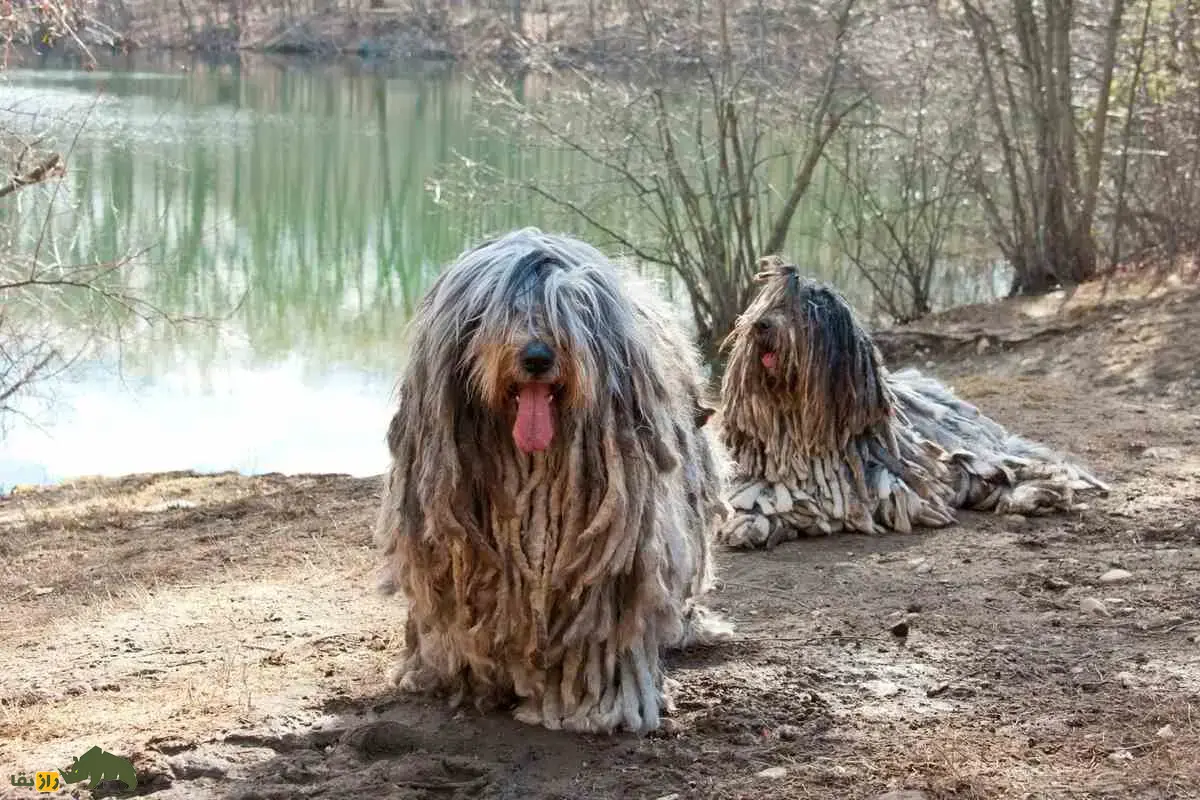 سگ برگاماسکو شپرد؛ سگ باستانی ایتالیایی با پوشش گرهخورده، هوش استثنایی و مهارتهای چوپانی بینظیر سگ برگاماسکو شپرد؛ سگ باستانی ایتالیایی با پوشش گرهخورده، هوش استثنایی و مهارتهای چوپانی بینظیر