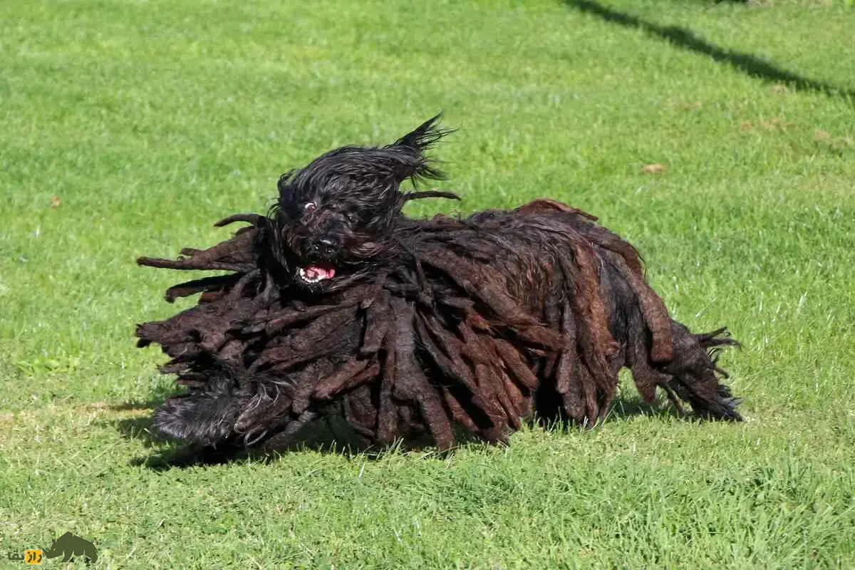 سگ برگاماسکو شپرد؛ سگ باستانی ایتالیایی با پوشش گرهخورده، هوش استثنایی و مهارتهای چوپانی بینظیر سگ برگاماسکو شپرد؛ سگ باستانی ایتالیایی با پوشش گرهخورده، هوش استثنایی و مهارتهای چوپانی بینظیر