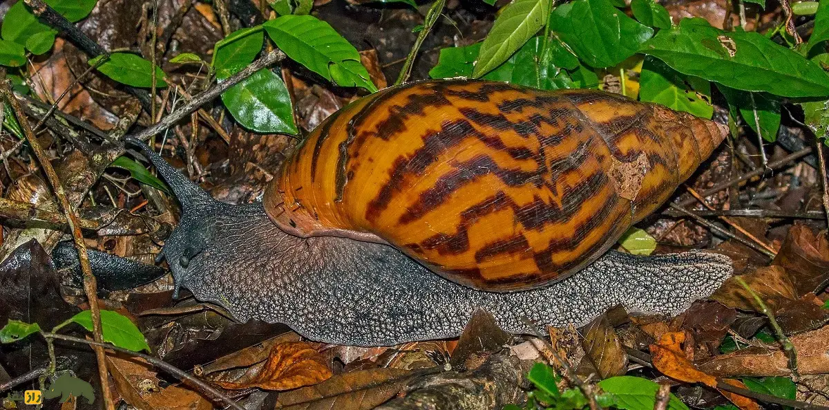 حلزون غولپیکر آفریقایی؛ حلزونی با ۲۵۰ گرم وزن و صدف ۲۰ سانتی که گچ و سیمان میخورد و سالی ۱۲۰۰ تخم میگذارد حلزون غولپیکر آفریقایی
