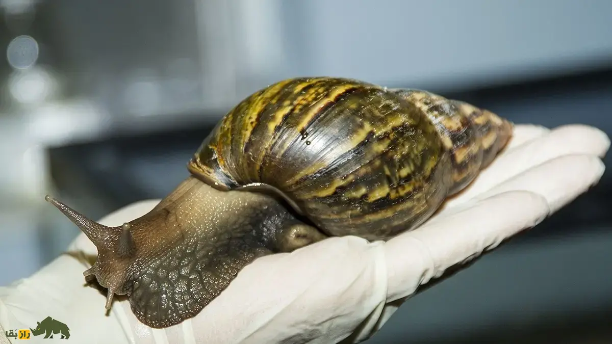 حلزون غولپیکر آفریقایی؛ حلزونی با ۲۵۰ گرم وزن و صدف ۲۰ سانتی که گچ و سیمان میخورد و سالی ۱۲۰۰ تخم میگذارد حلزون غولپیکر آفریقایی