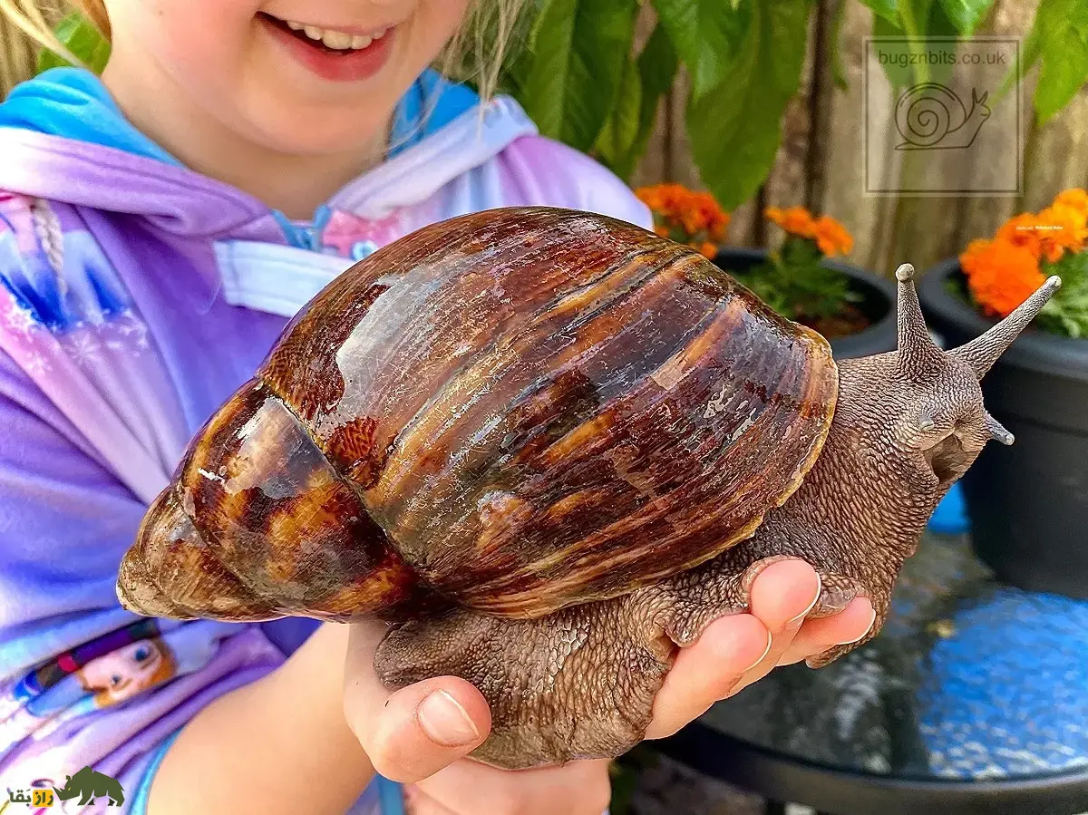 حلزون غولپیکر آفریقایی؛ حلزونی با ۲۵۰ گرم وزن و صدف ۲۰ سانتی که گچ و سیمان میخورد و سالی ۱۲۰۰ تخم میگذارد حلزون غولپیکر آفریقایی
