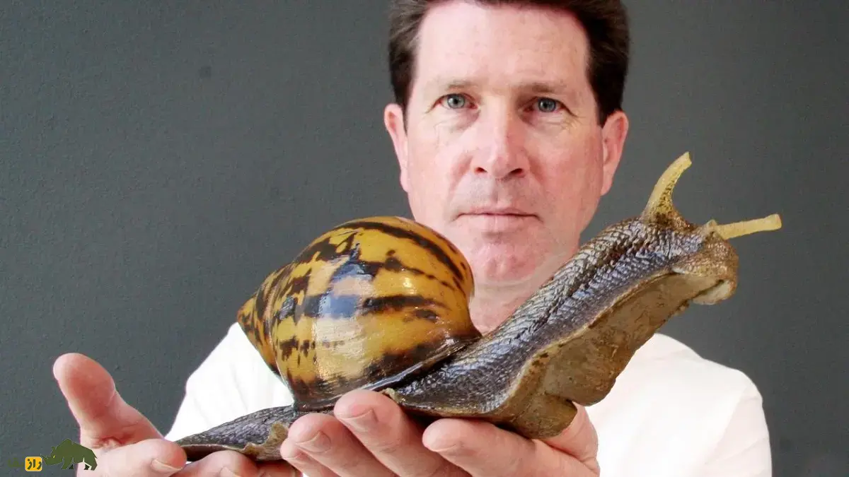 حلزون غولپیکر آفریقایی؛ حلزونی با ۲۵۰ گرم وزن و صدف ۲۰ سانتی که گچ و سیمان میخورد و سالی ۱۲۰۰ تخم میگذارد حلزون غولپیکر آفریقایی