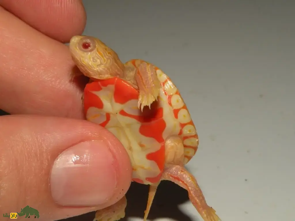 لاکپشت جنگلی آلبینو؛ لاکپشت بسیار کمیاب و ترسناک مبتلا به زالی که شبیه یک اژدهای آتشین است لاکپشت جنگلی آلبینو