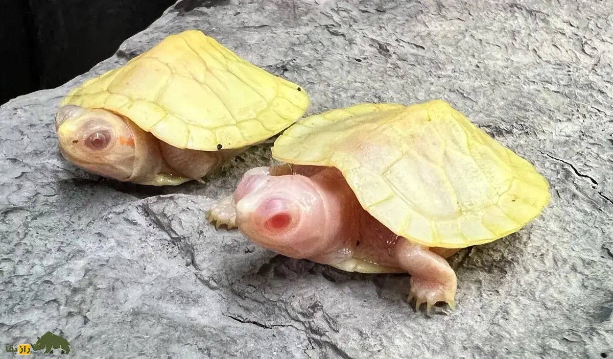 لاکپشت جنگلی آلبینو؛ لاکپشت بسیار کمیاب و ترسناک مبتلا به زالی که شبیه یک اژدهای آتشین است لاکپشت جنگلی آلبینو