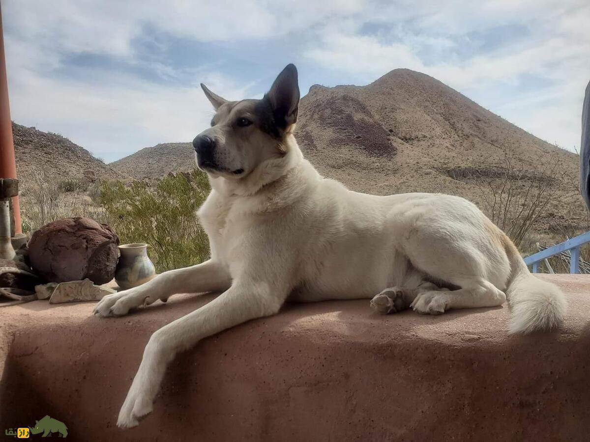 سگ کنعان؛ سگ خشن، پرخاشگر و لاشهخوار با چهره و رفتاری شبیه گرگ که سگ مقدس اسرائیلیهاست! سگ کنعان
