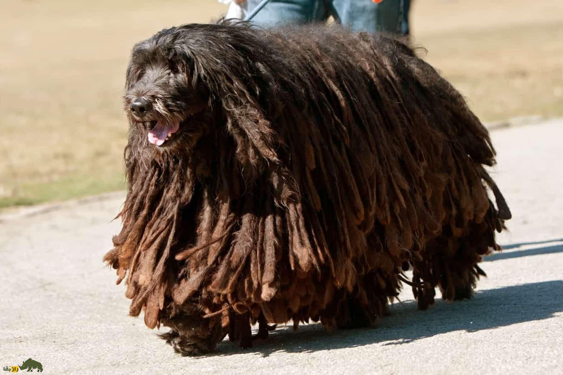 سگ برگاماسکو شپرد؛ سگ ایتالیایی با پشم بافته شده و هوش بینظیر که شبیه تی گردگیریست و استعداد بالایی در چوپانی دارد! سگ برگاماسکو شپرد