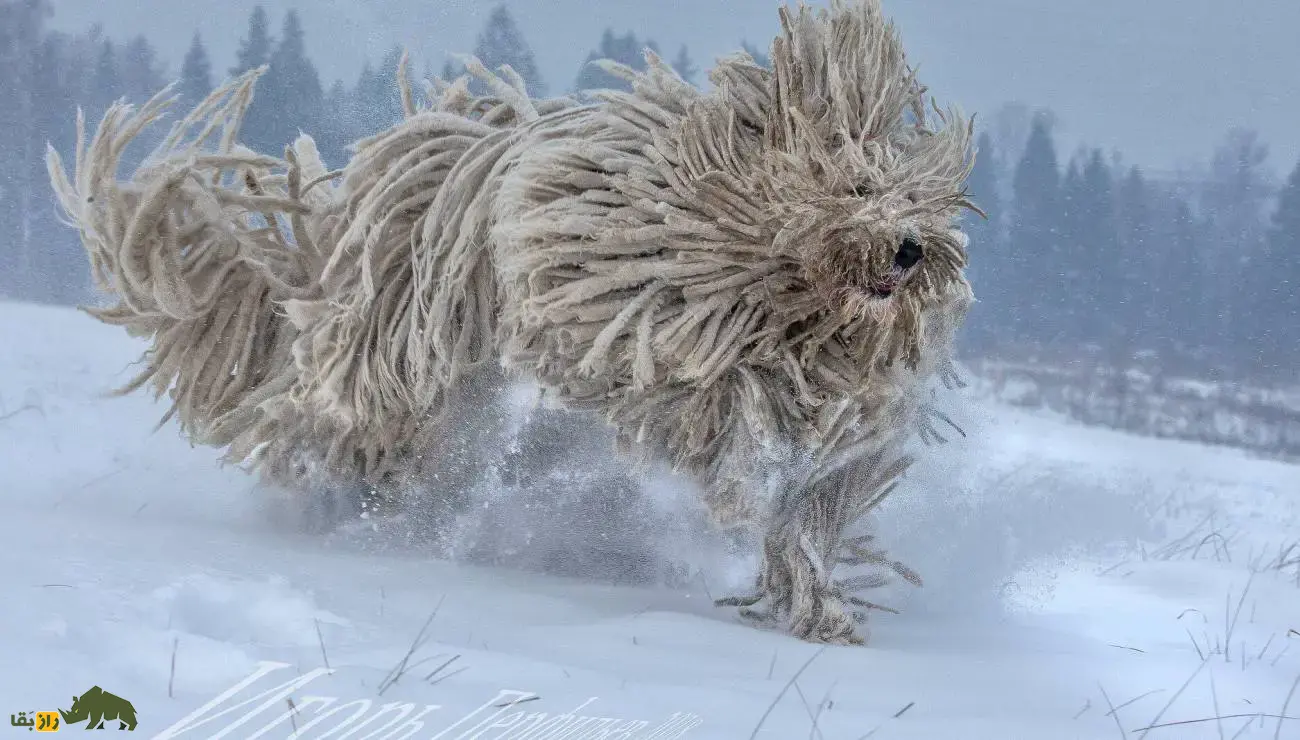 سگ برگاماسکو شپرد؛ سگ ایتالیایی با پشم بافته شده و هوش بینظیر که شبیه تی گردگیریست و استعداد بالایی در چوپانی دارد! سگ برگاماسکو شپرد