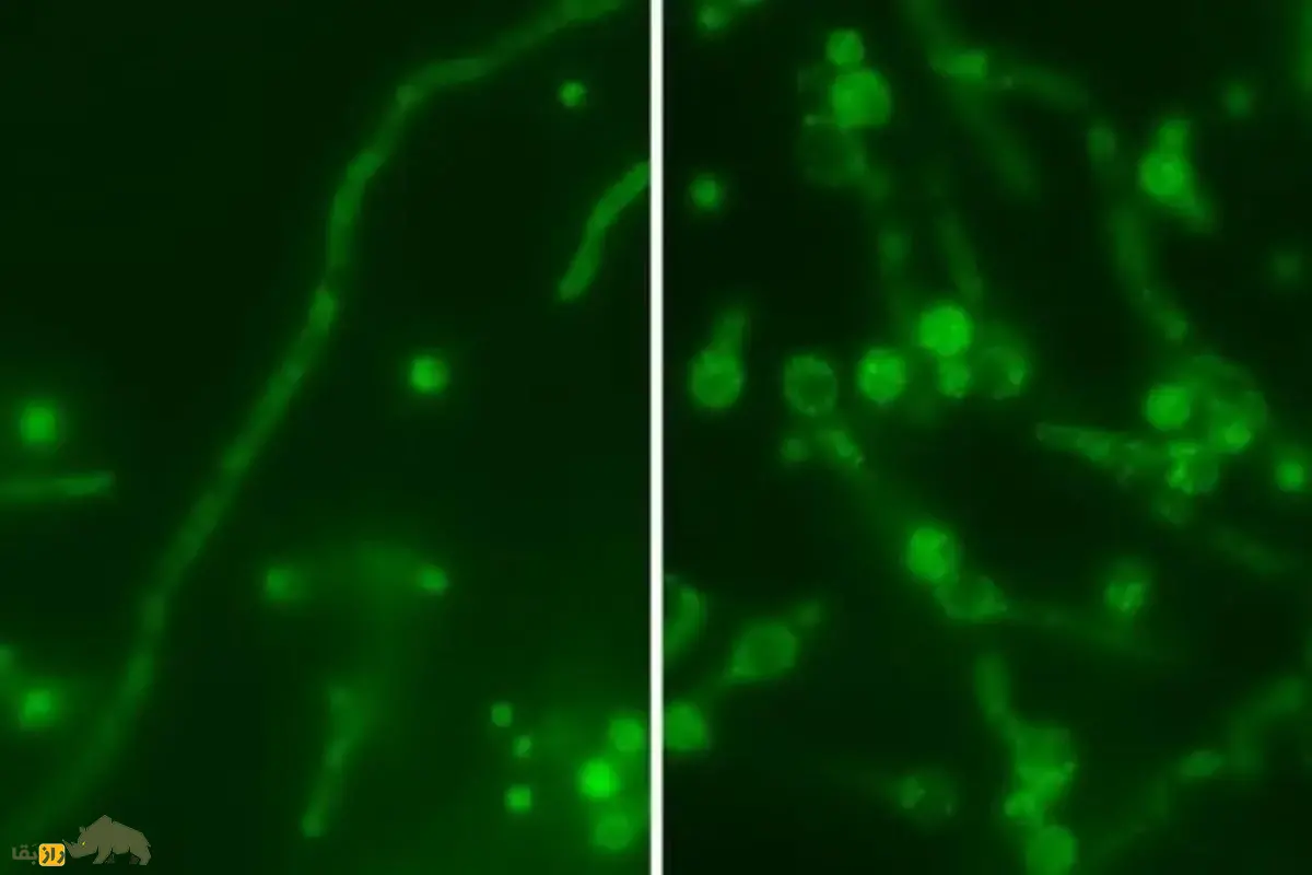 ویروس «عروسک روسی» و قارچ کشندهای که سلامت انسانها را تهدید میکند ویروس «عروسک روسی» و قارچ کشندهای که سلامت انسانها را تهدید میکند