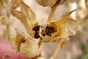 بذرالبنج یا بنگدانه؛ گیاهی سمی و مرگبار با خاصیتی شبیه تریاک که اسکندر مقدونی با آن ایرانیان را شکست داد