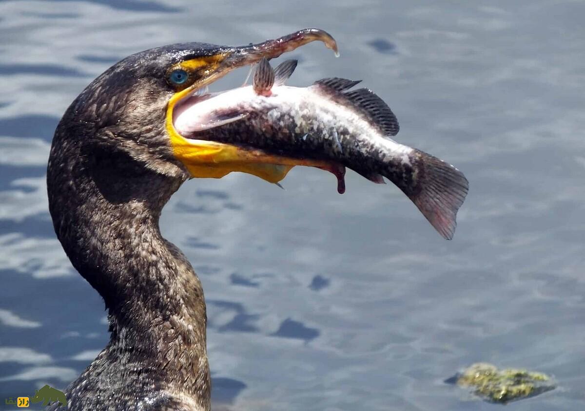 قرهغاز یا آبقُنبل؛ پرندهای با طول یک متر و چشمان زمردی که ماهیهای غولپیکر را درسته قورت میدهد!