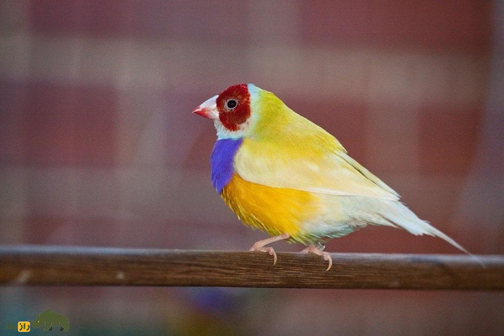 سهره رنگینکمانی؛ زیباترین سهره دنیا که با رنگ سر سرخ و سیاه و زرد شبیه یک تابلوی نقاشی متحرک است سهره رنگینکمانی
