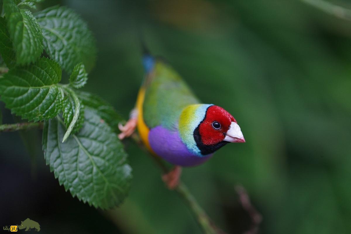 سهره رنگینکمانی؛ زیباترین سهره دنیا که با رنگ سر سرخ و سیاه و زرد شبیه یک تابلوی نقاشی متحرک است سهره رنگینکمانی