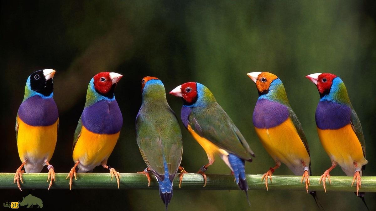 سهره رنگینکمانی؛ زیباترین سهره دنیا که با رنگ سر سرخ و سیاه و زرد شبیه یک تابلوی نقاشی متحرک است سهره رنگینکمانی