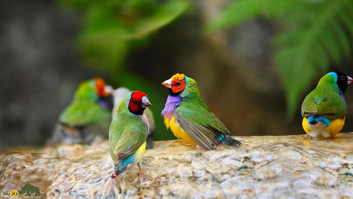 سهره رنگینکمانی؛ زیباترین سهره دنیا که با رنگ سر سرخ و سیاه و زرد شبیه یک تابلوی نقاشی متحرک است سهره رنگینکمانی