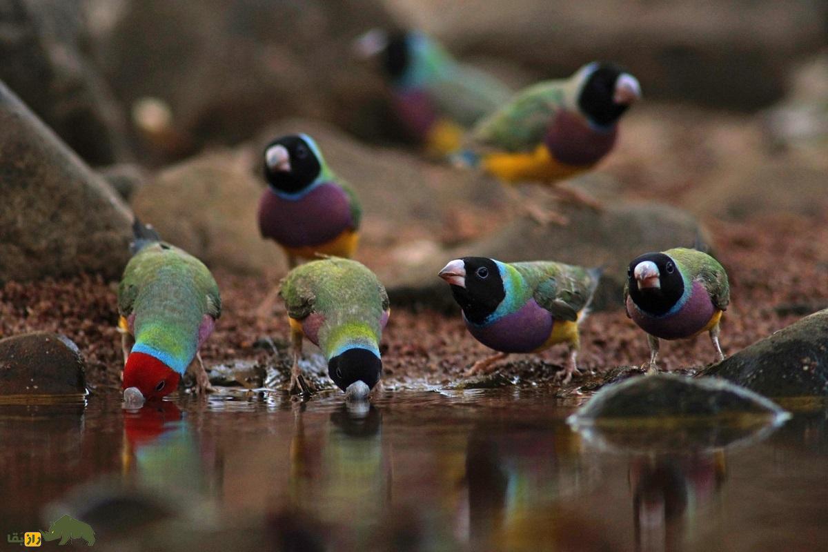 سهره رنگینکمانی؛ زیباترین سهره دنیا که با رنگ سر سرخ و سیاه و زرد شبیه یک تابلوی نقاشی متحرک است سهره رنگینکمانی