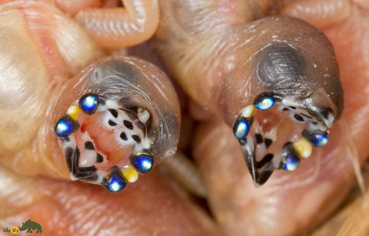 سهره رنگینکمانی؛ زیباترین سهره دنیا که با رنگ سر سرخ و سیاه و زرد شبیه یک تابلوی نقاشی متحرک است سهره رنگینکمانی