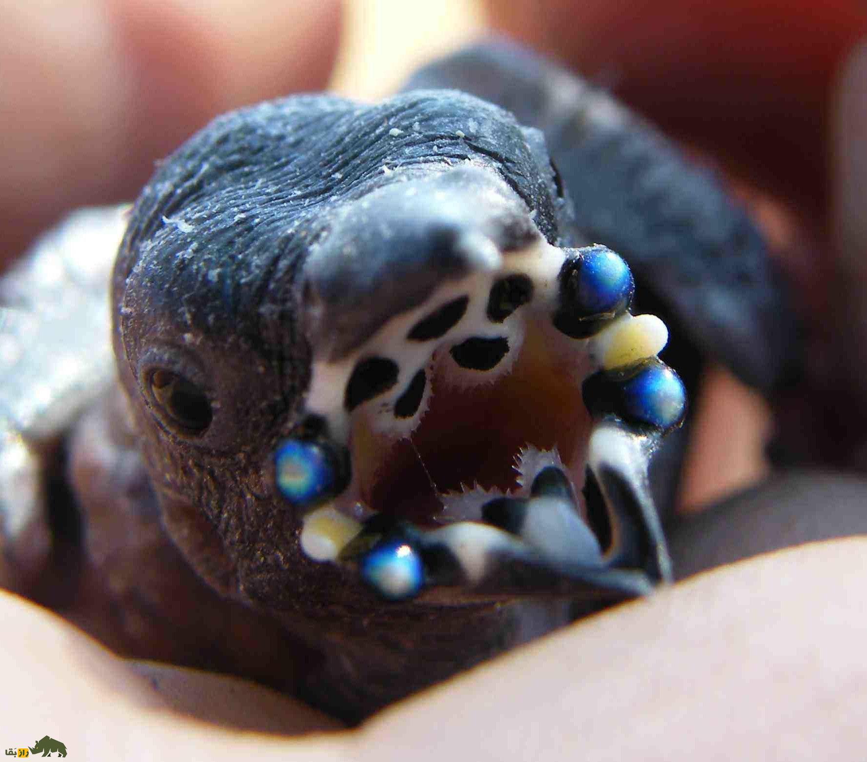 سهره رنگینکمانی یا گلدین فنچ؛ زیباترین سهره دنیا با دهانی شبرنگ که شبیه یک تابلوی نقاشی متحرک است سهره رنگینکمانی یا گلدین فنچ