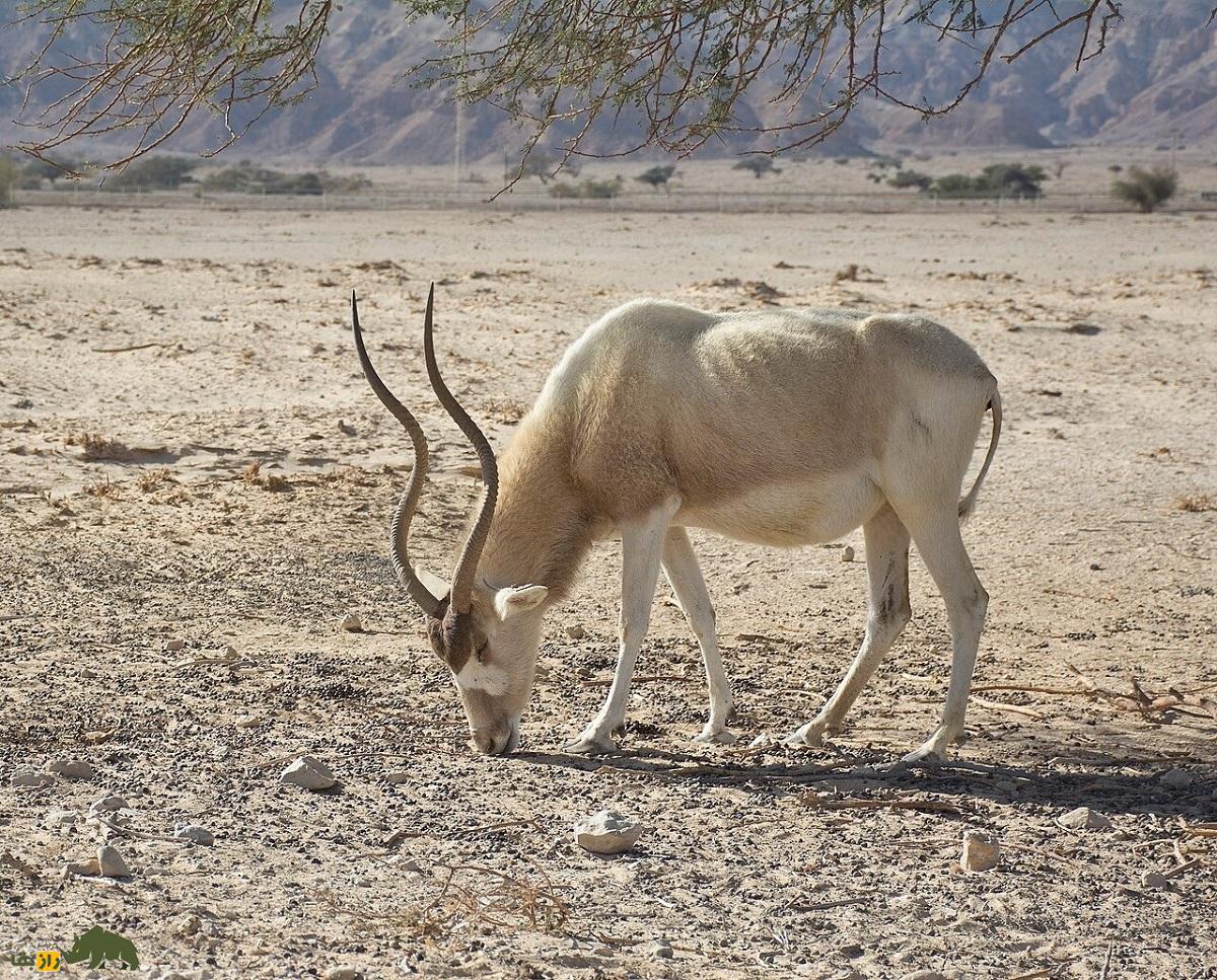 آداکس یا تابیده‌شاخ