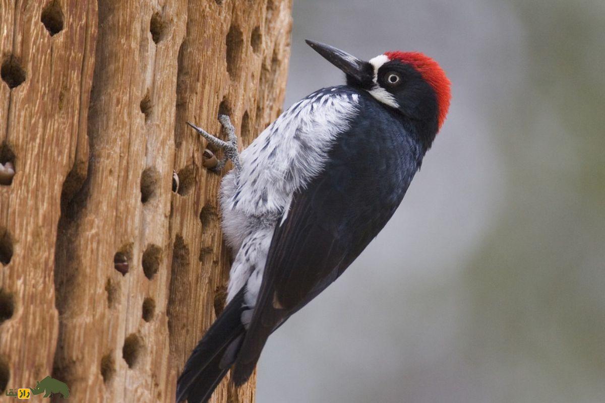 دارکوب بلوط؛ پرنده معروف به «معمار جنگل» که انبار بلوط درست میکند و ۵۰ هزار بلوط را روی درخت ذخیره میکند دارکوب بلوط