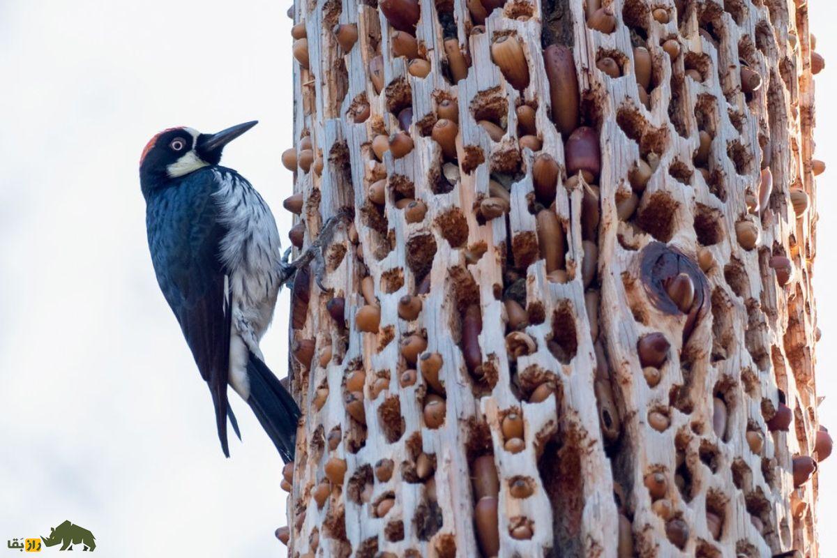 دارکوب بلوط؛ پرنده معروف به «معمار جنگل» که انبار بلوط درست میکند و ۵۰ هزار بلوط را روی درخت ذخیره میکند دارکوب بلوط