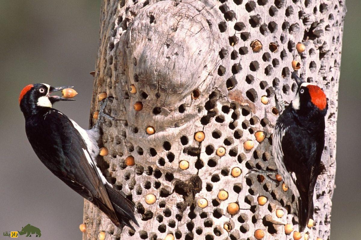 دارکوب بلوط؛ پرنده معروف به «معمار جنگل» که انبار بلوط درست میکند و ۵۰ هزار بلوط را روی درخت ذخیره میکند دارکوب بلوط