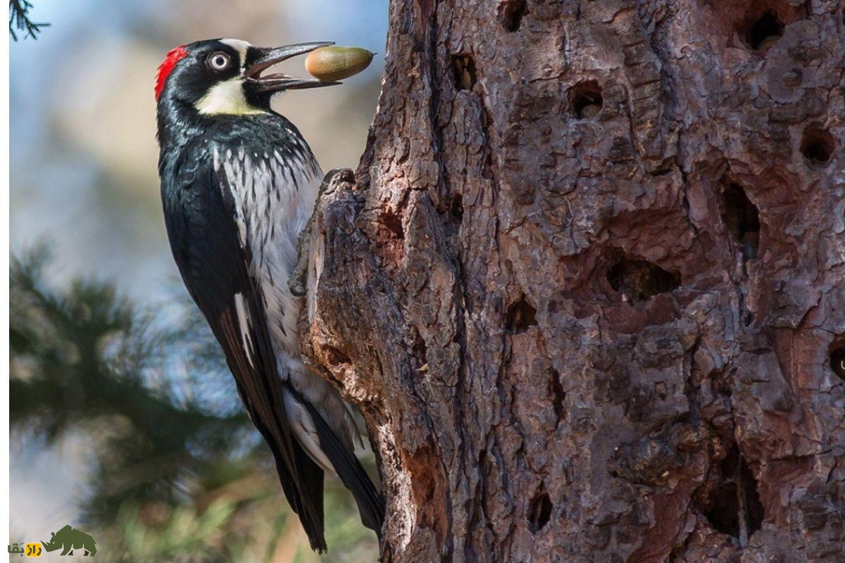 دارکوب بلوط؛ پرنده معروف به «معمار جنگل» که انبار بلوط درست میکند و ۵۰ هزار بلوط را روی درخت ذخیره میکند دارکوب بلوط