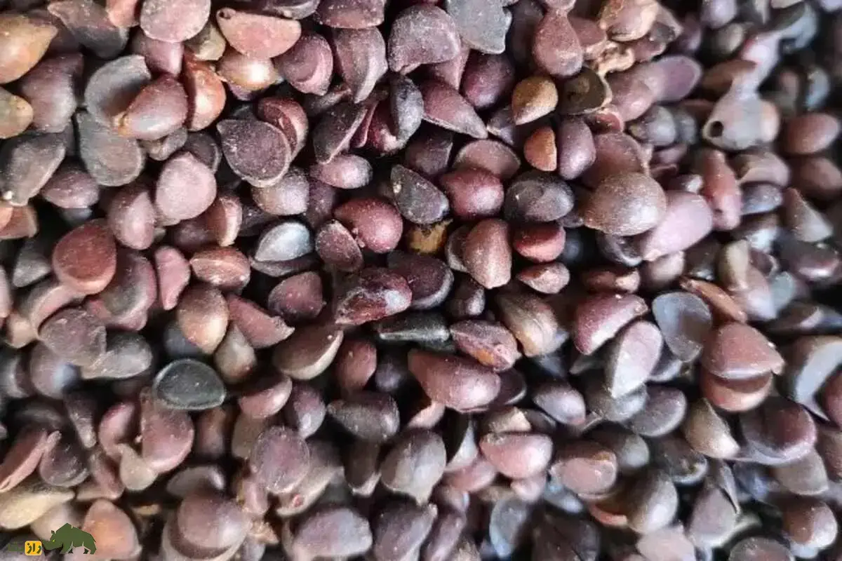 انچوچک؛ انچوچک فحش نیست، هسته گلابی وحشیست که به عنوان یک آجیل بومی، خوشمزه و پرخاصیت مصرف میشود