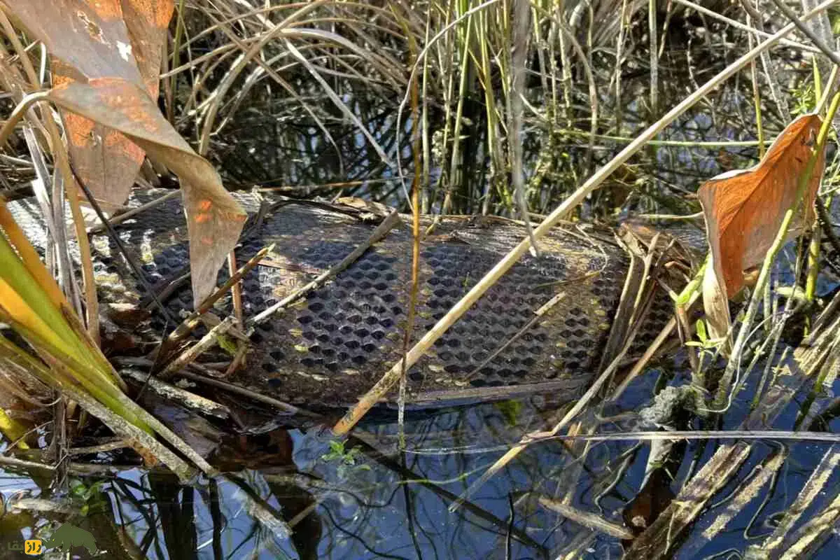 استفراغ عجیب مار پیتون برمهای در فلوریدا؛ بالا آوردن یک گوزن کامل استفراغ عجیب مار پیتون برمهای در فلوریدا؛ بالا آوردن یک گوزن کامل