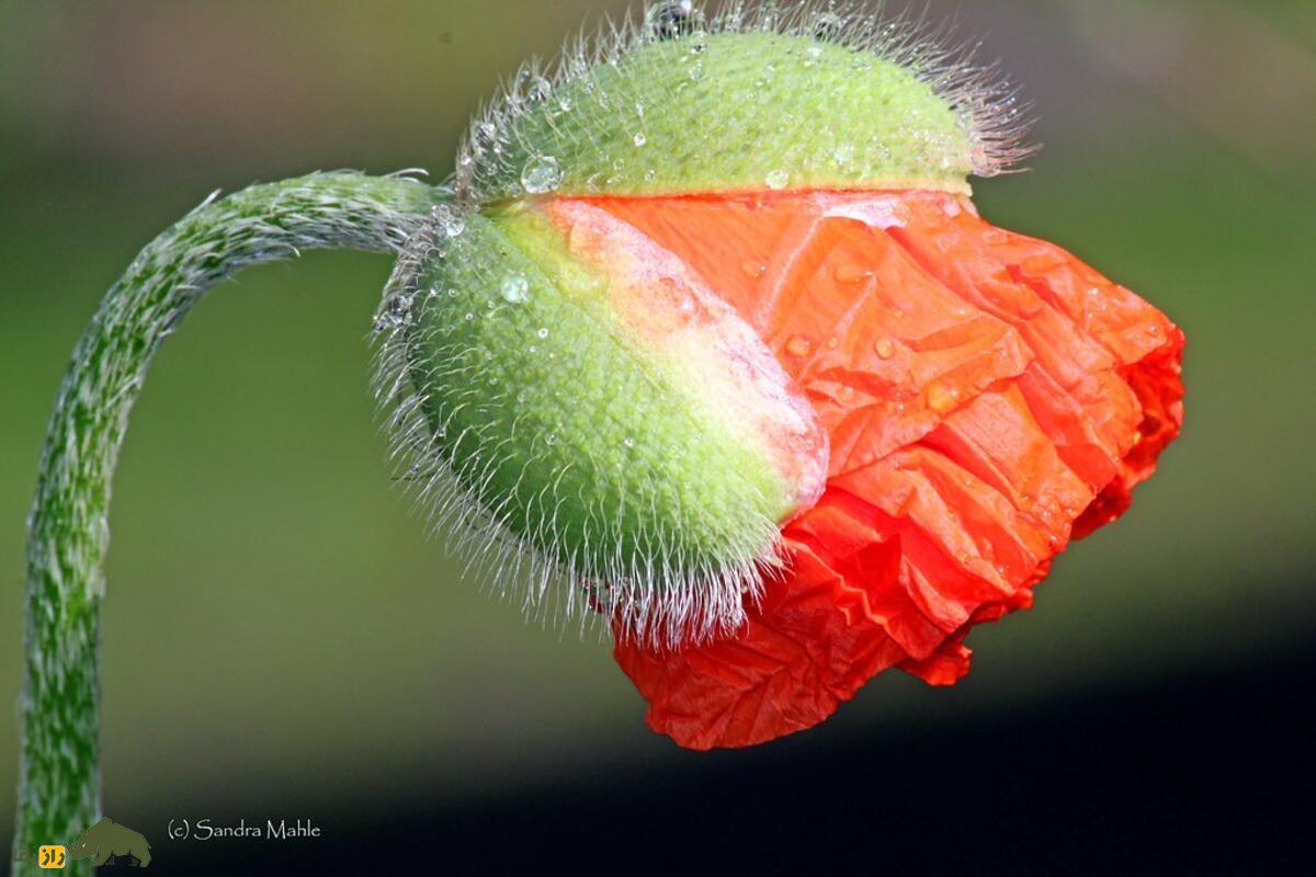 غنچه خشخاش در ایران؛ راز درمانی طبیعی و آرامبخش طب سنتی با کاربردهای قانونی و بومی غنچه خشخاش در ایران؛ راز درمانی طبیعی و آرامبخش طب سنتی با کاربردهای قانونی و بومی