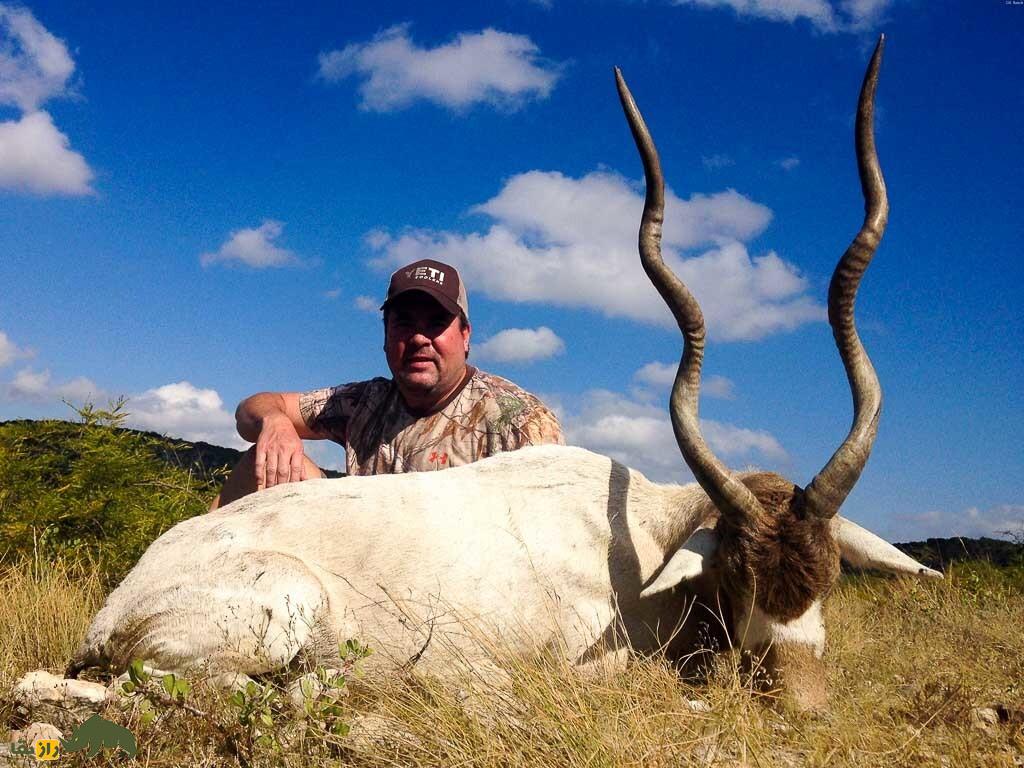 آداکس یا تابیده‌شاخ