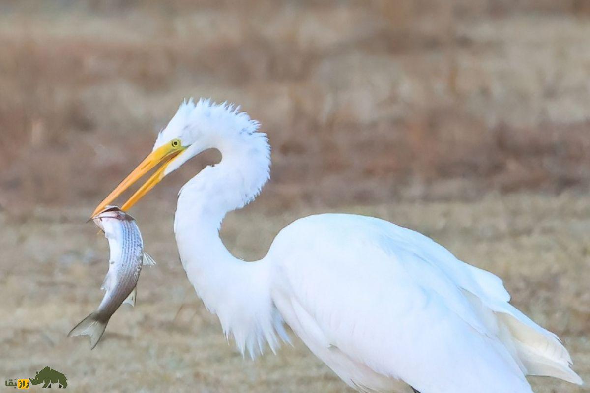 حواصیل سفید بزرگ (Great Egret)؛ پرندهای سفید و بلندقد که با پرهای شبیه به لباس عروس، جلوهای شگفتانگیز به طبیعت میبخشد! حواصیل سفید بزرگ (Great Egret)؛ پرندهای سفید و بلندقد که با پرهای شبیه به لباس عروس، جلوهای شگفتانگیز به طبیعت میبخشد!