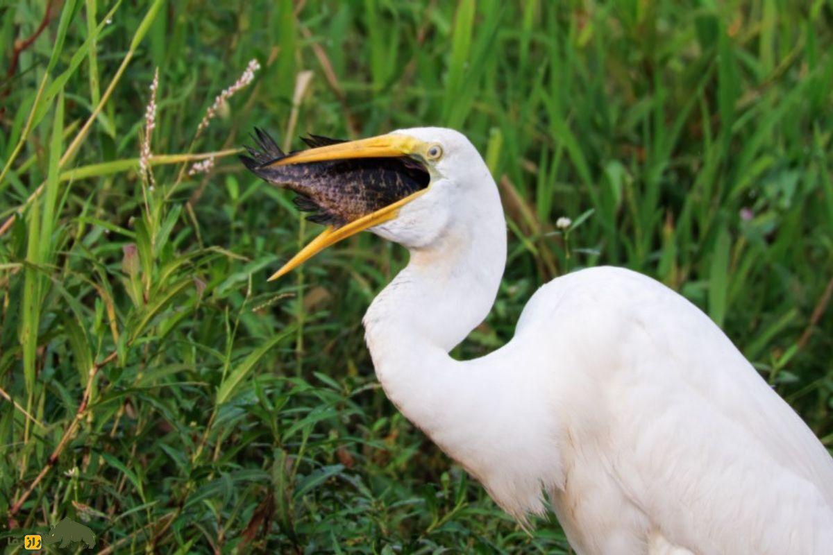 حواصیل سفید بزرگ (Great Egret)؛ پرندهای سفید و بلندقد که با پرهای شبیه به لباس عروس، جلوهای شگفتانگیز به طبیعت میبخشد! حواصیل سفید بزرگ (Great Egret)؛ پرندهای سفید و بلندقد که با پرهای شبیه به لباس عروس، جلوهای شگفتانگیز به طبیعت میبخشد!