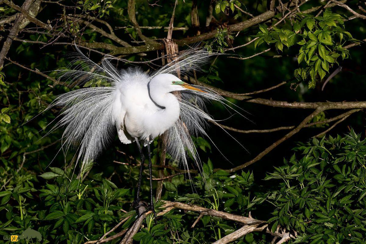 حواصیل سفید بزرگ (Great Egret)؛ پرندهای سفید و بلندقد که با پرهای شبیه به لباس عروس، جلوهای شگفتانگیز به طبیعت میبخشد! حواصیل سفید بزرگ (Great Egret)؛ پرندهای سفید و بلندقد که با پرهای شبیه به لباس عروس، جلوهای شگفتانگیز به طبیعت میبخشد!