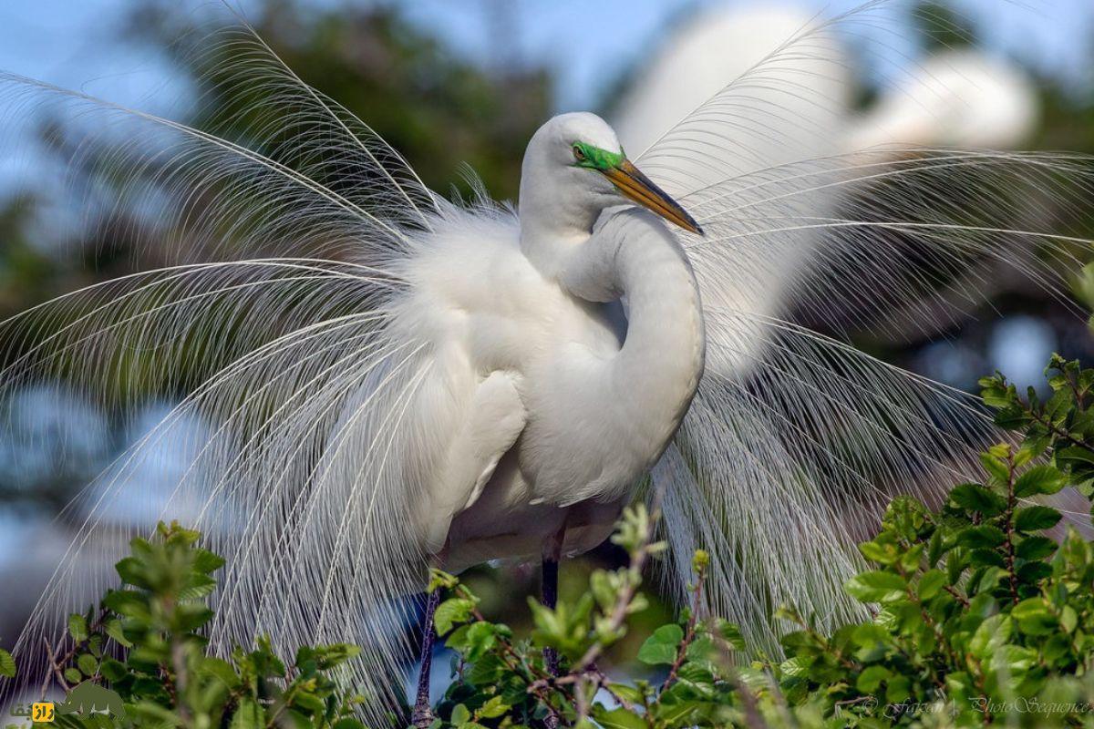 حواصیل سفید بزرگ (Great Egret)؛ پرندهای سفید و بلندقد که با پرهای شبیه به لباس عروس، جلوهای شگفتانگیز به طبیعت میبخشد! حواصیل سفید بزرگ (Great Egret)؛ پرندهای سفید و بلندقد که با پرهای شبیه به لباس عروس، جلوهای شگفتانگیز به طبیعت میبخشد!