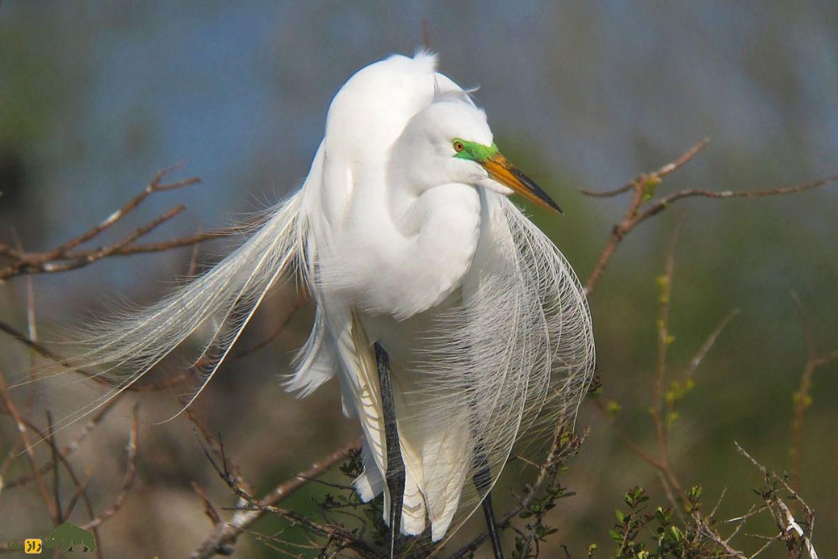 حواصیل سفید بزرگ (Great Egret)؛ پرندهای سفید و بلندقد که با پرهای شبیه به لباس عروس، جلوهای شگفتانگیز به طبیعت میبخشد! حواصیل سفید بزرگ (Great Egret)؛ پرندهای سفید و بلندقد که با پرهای شبیه به لباس عروس، جلوهای شگفتانگیز به طبیعت میبخشد!